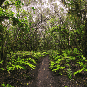 Medio día en Levada