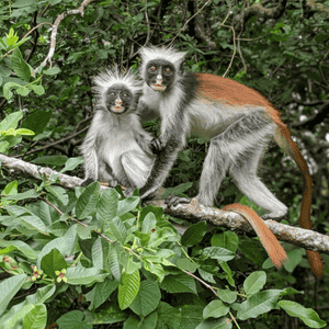 Visita a Jozani Forest