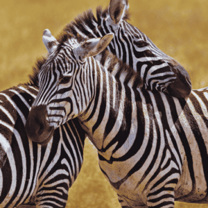 tanzania safari viaje