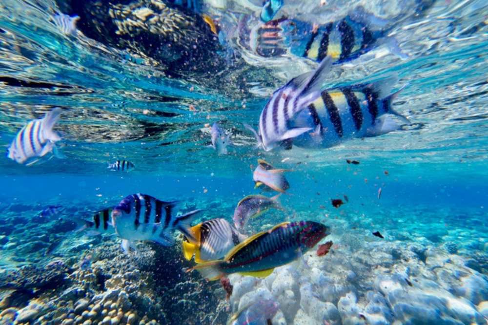 Snorkel entre peces y coral en el Mar Rojo, Hurghada