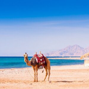 Viaje a Egipto y Mar Rojo: camello en la playa de Hurghada