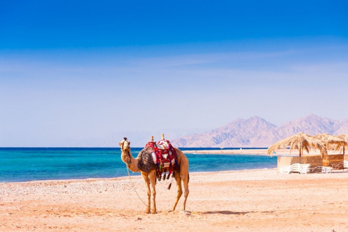 Viaje a Egipto y Mar Rojo: camello en la playa de Hurghada