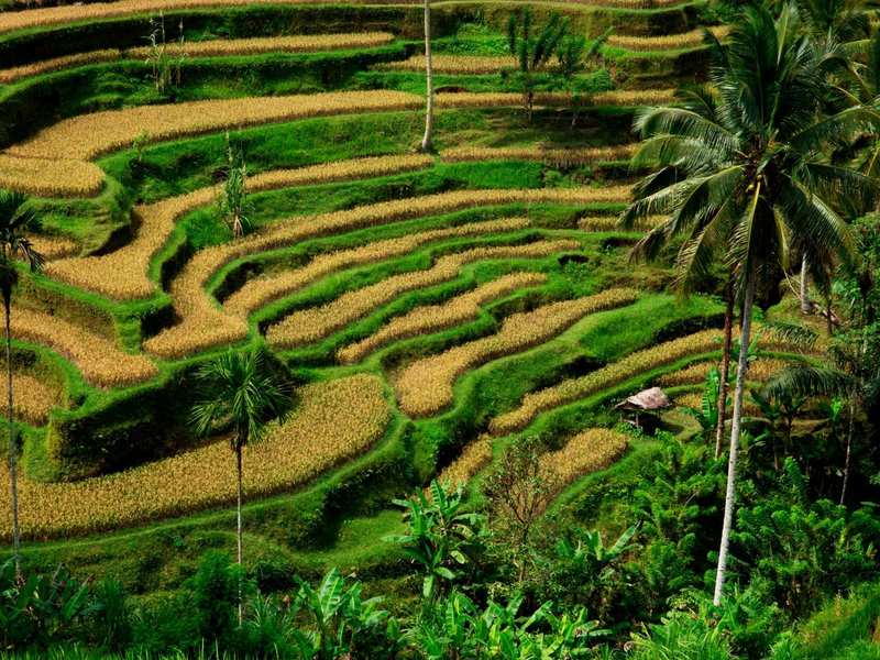 Terrazas de arroz y palmeras cerca de Ubud, en Bali