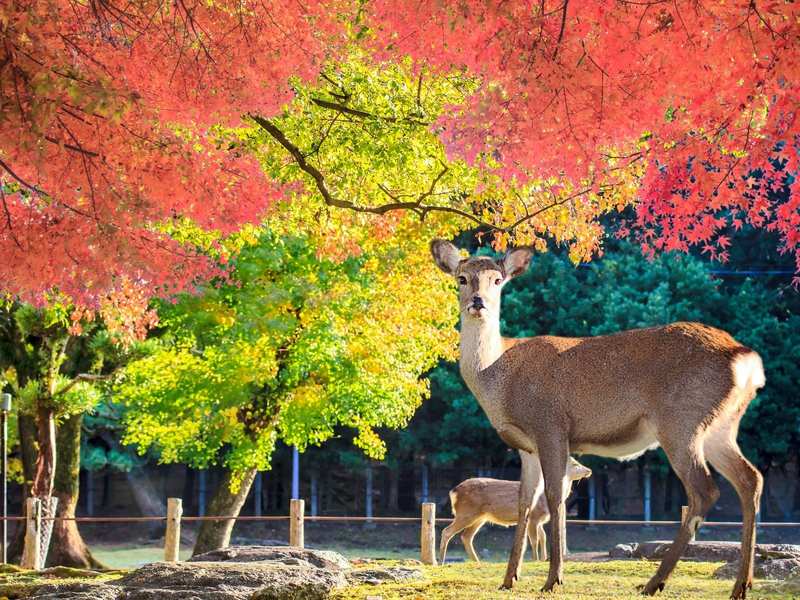 Ciervos en el parque de Nara bajo los arces de otoño