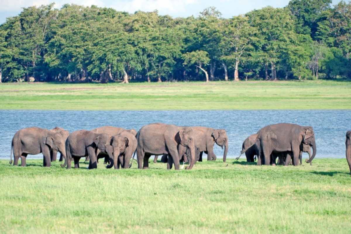 Safari en Minneriya