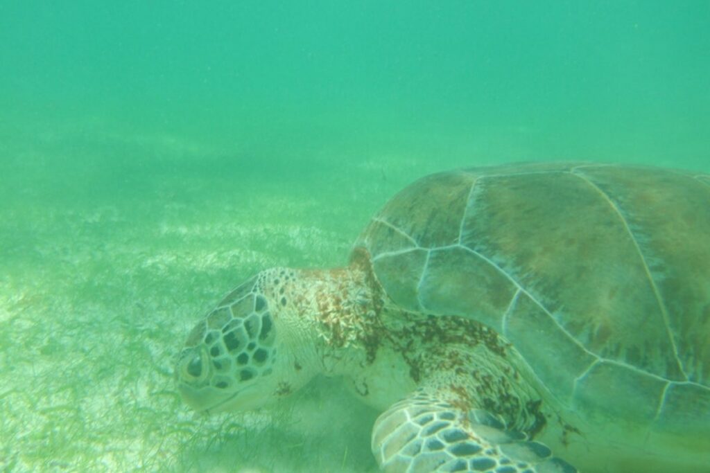 Tulum Tortugas y Cenotes Collection