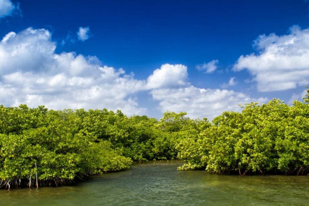 Los Haitises y Yanigua
