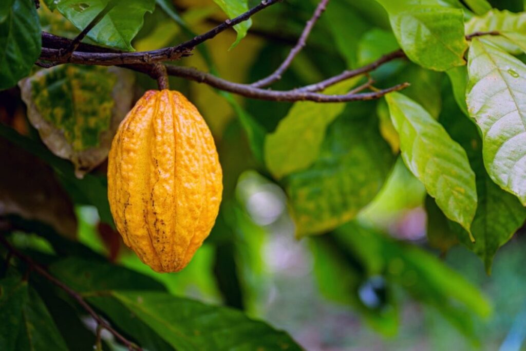 Campo y cacao