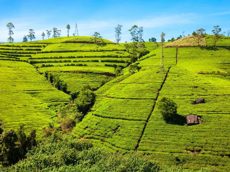 Colinas cubiertas de plantaciones de té en Nuwara Eliya