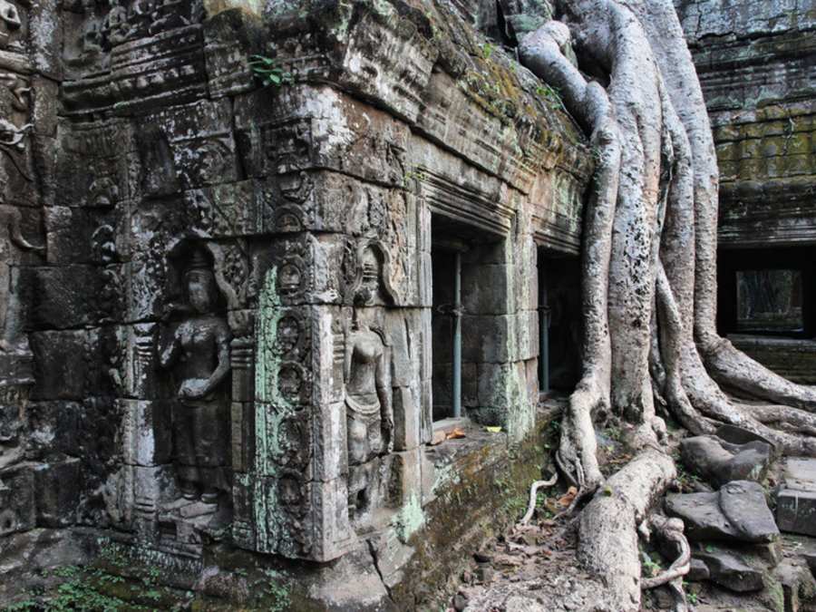 Raíces de árbol sobre los muros del templo Ta Prohm en Angkor (Camboya)